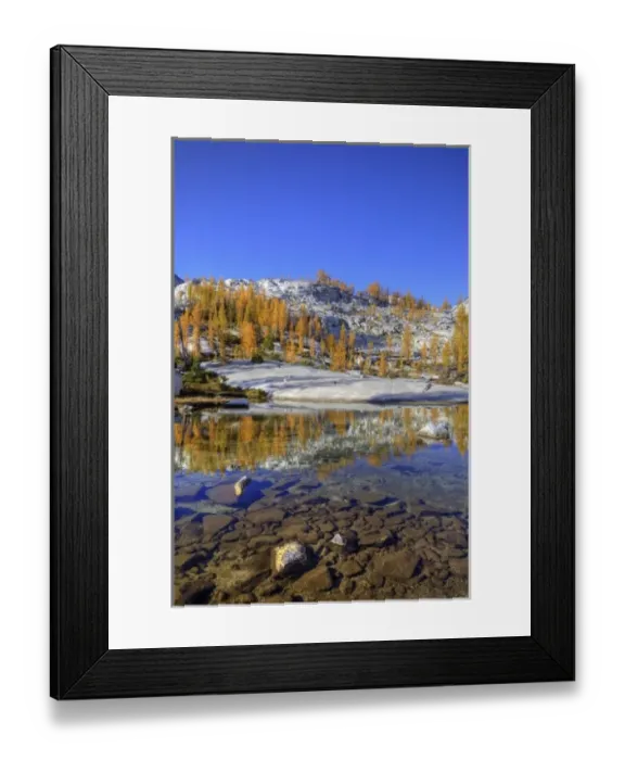 Framed Print : WA, Alpine Lakes Wilderness, Enchantment Lakes, Golden Larch trees at Magic Meadow Framed Print : WA, Alpine Lakes Wilderness, Enchantment Lakes, Golden Larch trees at Magic Meadow