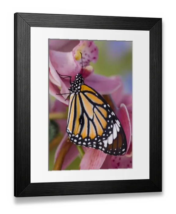 Framed Print : Sammamish Washington Tropical Butterflies photograph of Asian Danaus genutia
