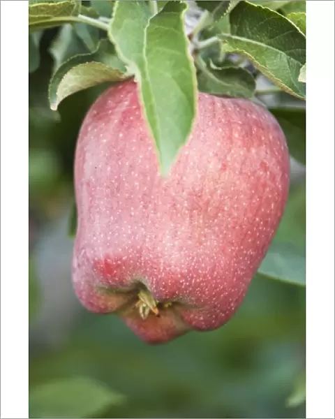 USA, WA, Lake Chelan, Red Delicious Apple Ripe for Harvest (Selective Focus)