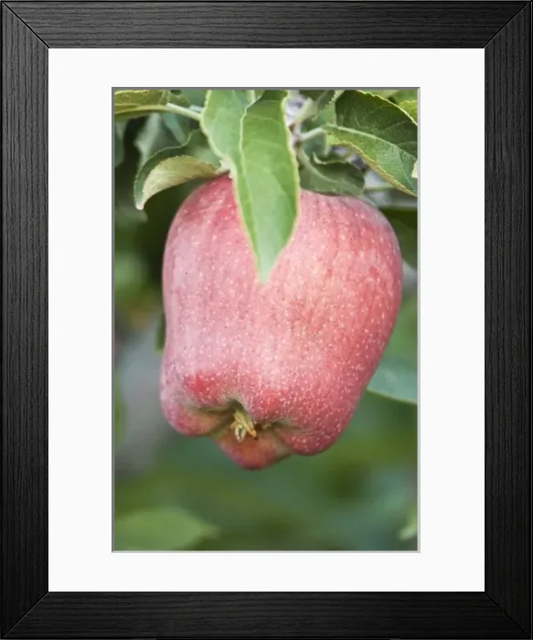 Framed Print : USA, WA, Lake Chelan, Red Delicious Apple Ripe for Harvest (Selective Focus)