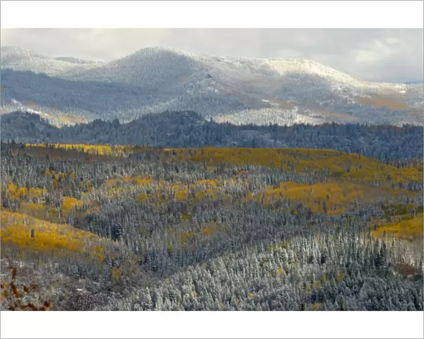 Evergreens and Aspens, Fall Snow storm near Encampment Wyoming, Aspen Alley, Battle Mountain Pass