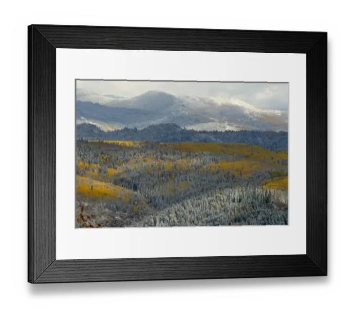 Framed Print : Evergreens and Aspens, Fall Snow storm near Encampment Wyoming, Aspen Alley, Battle Mountain Pass Framed Print : Evergreens and Aspens, Fall Snow storm near Encampment Wyoming, Aspen Alley, Battle Mountain Pass