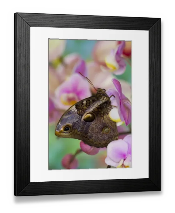 Framed Print : Sammamish, Washington Tropical Butterfly Photograph of Opsiphanes tamarindi the narrow-banded Framed Print : Sammamish, Washington Tropical Butterfly Photograph of Opsiphanes tamarindi the narrow-banded
