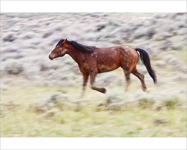 Feral Horse (Equus caballus) adult running in the high, sagebrush country east of Cody