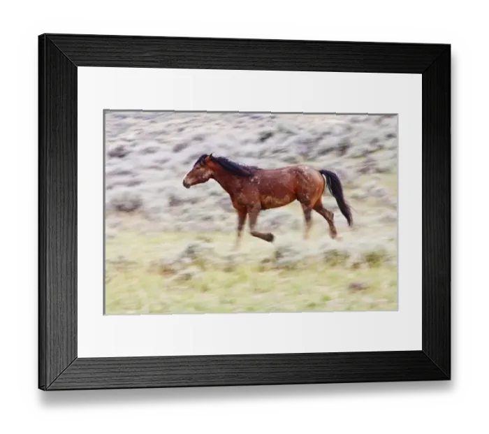 Framed Print : Feral Horse (Equus caballus) adult running in the high, sagebrush country east of Cody