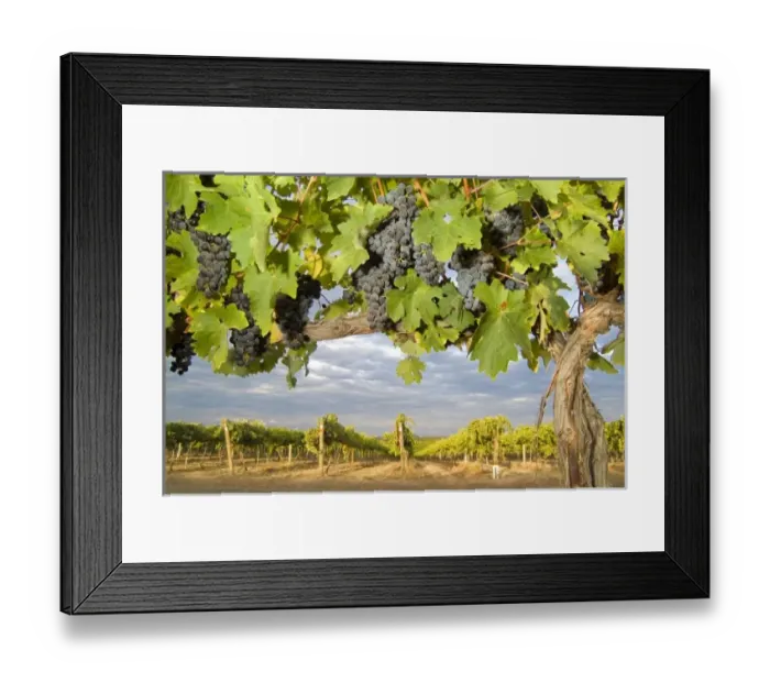 Framed Print : Unknown. orth America, USA, Washington, Prosser