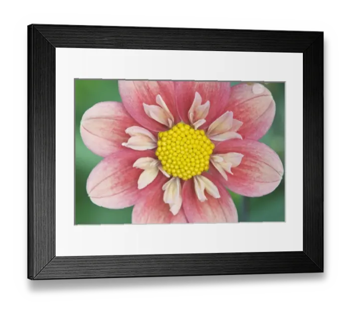 Framed Print : USA, Washington, Bellevue, Bellevue Botanical Garden, Dahlia Close-up Framed Print : USA, Washington, Bellevue, Bellevue Botanical Garden, Dahlia Close-up