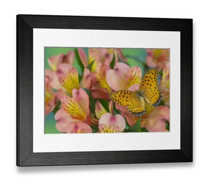 Framed Print : Sammamish Washington Photograph of Butterfly on Flowers
