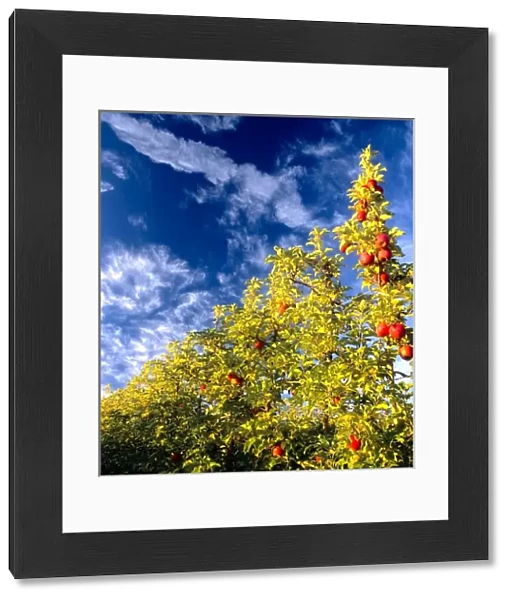 USA, Washington, Walla Walla, apple orchard