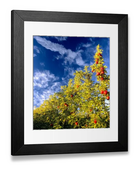 Framed Print : USA, Washington, Walla Walla, apple orchard