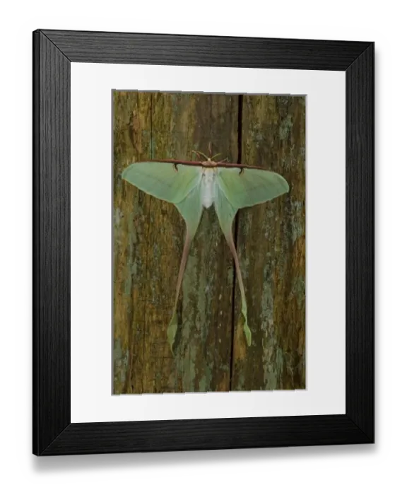 Framed Print : Sammamish, Washington Silk Moth from China Actias dubernardi female with her long tail Framed Print : Sammamish, Washington Silk Moth from China Actias dubernardi female with her long tail