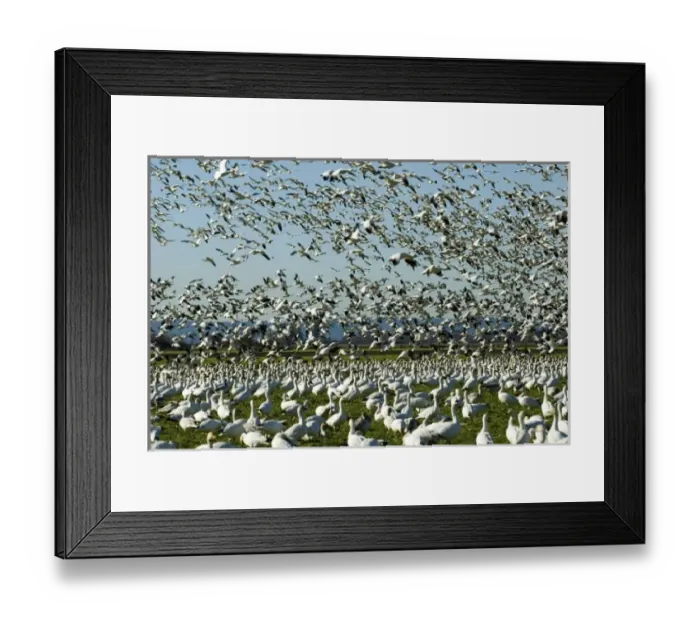 Framed Print : 0702_6751. North America, USA, WA, Skagit Valley Framed Print : 0702_6751. North America, USA, WA, Skagit Valley