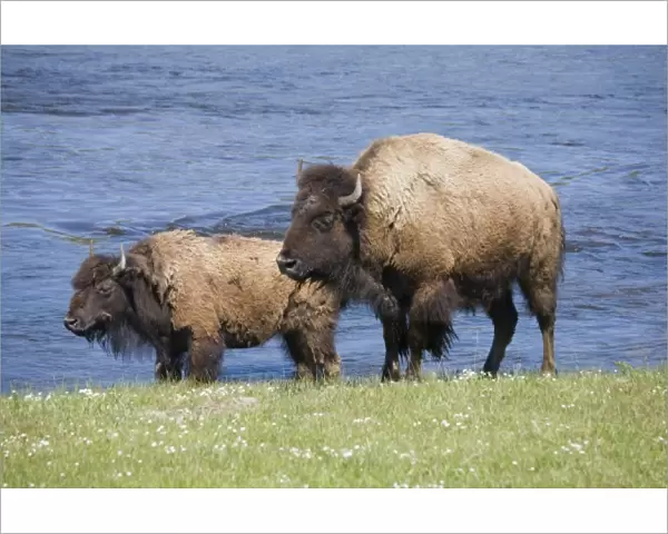 WY, Yellowstone National Park, Bison at the Firehole River