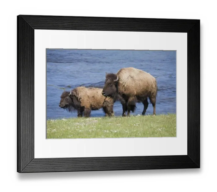 Framed Print : WY, Yellowstone National Park, Bison at the Firehole River Framed Print : WY, Yellowstone National Park, Bison at the Firehole River