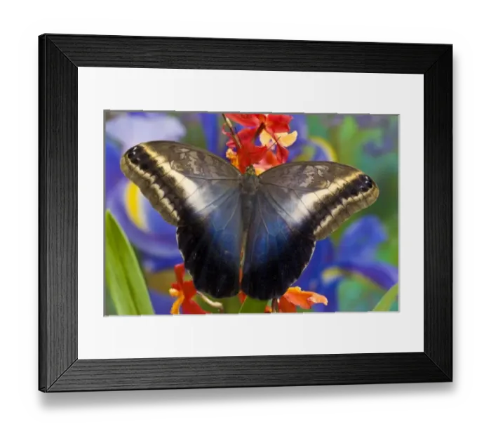 Framed Print : Sammamish Washington Tropical Butterflies photograph Caligo oileus the Brown Owl