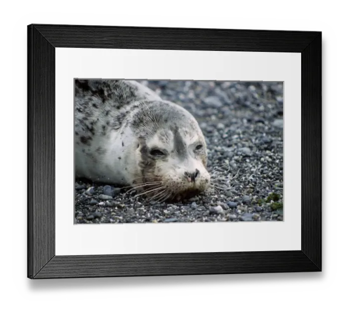 Framed Print : USA, Washington. A Pacific Harbor Seal pup rests ashore on a Seattle beach waiting Framed Print : USA, Washington. A Pacific Harbor Seal pup rests ashore on a Seattle beach waiting