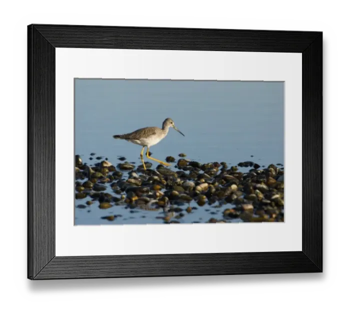 Framed Print : North America, USA, WA, Whidbey Island. Greater Yellowlegs (Tringa melanoleuca) adult non breeding Framed Print : North America, USA, WA, Whidbey Island. Greater Yellowlegs (Tringa melanoleuca) adult non breeding