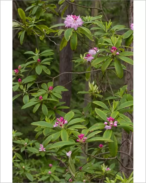 USA, WA, Whidbey Island, Fort Ebey State Park. Native rhododendron (Rhododendron