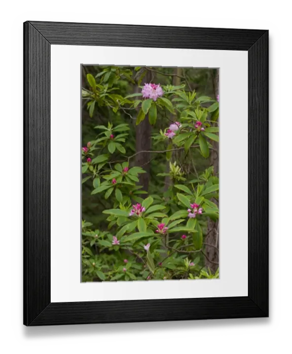 Framed Print : USA, WA, Whidbey Island, Fort Ebey State Park. Native rhododendron (Rhododendron Framed Print : USA, WA, Whidbey Island, Fort Ebey State Park. Native rhododendron (Rhododendron