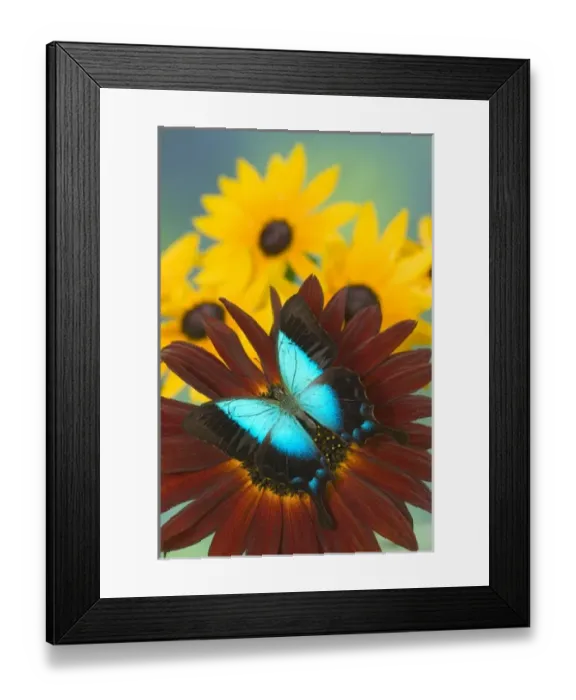Framed Print : USA, North America, Washington Framed Print : USA, North America, Washington