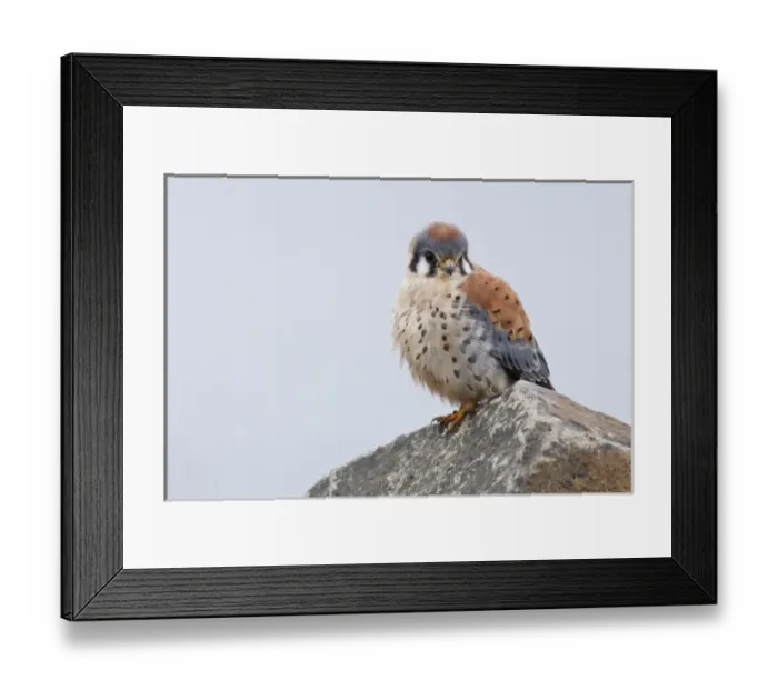 Framed Print : USA, Washington, Ridgefield National Wildlife Refuge. Male American Kestrel (Falco Framed Print : USA, Washington, Ridgefield National Wildlife Refuge. Male American Kestrel (Falco