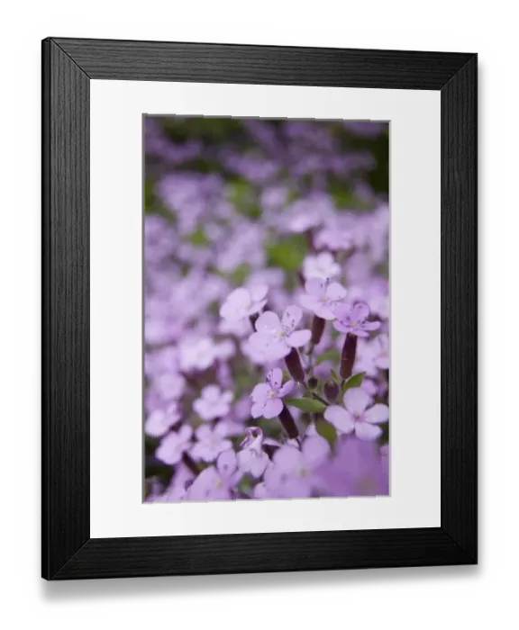 Framed Print : NA, USA, Washington State, Uniontown, Garden Flowers, Assorted flowers Framed Print : NA, USA, Washington State, Uniontown, Garden Flowers, Assorted flowers