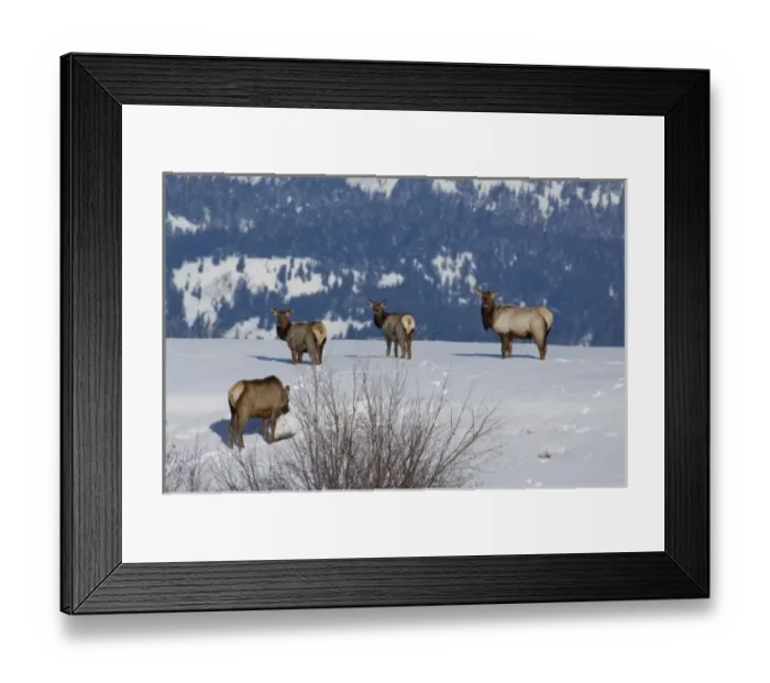 Framed Print : USA, Wyoming, Jackson Hole. National Elk Refuge in winter. Elk, (wild: Cervus elaphus) aka wapiti Framed Print : USA, Wyoming, Jackson Hole. National Elk Refuge in winter. Elk, (wild: Cervus elaphus) aka wapiti