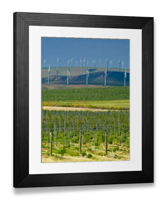 Framed Print : USA, Washington, Walla Walla. Rows of wine grapes ripen in the Walla Walla sun
