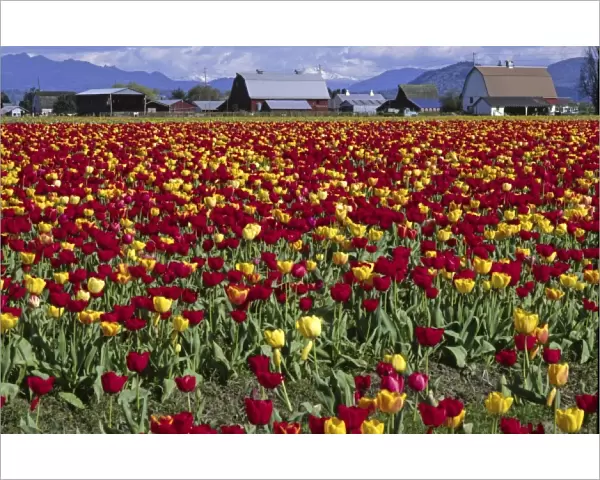 Red and Yellow Tulips and Farm, Mount Vernon, Washington