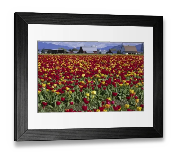 Framed Print : Red and Yellow Tulips and Farm, Mount Vernon, Washington