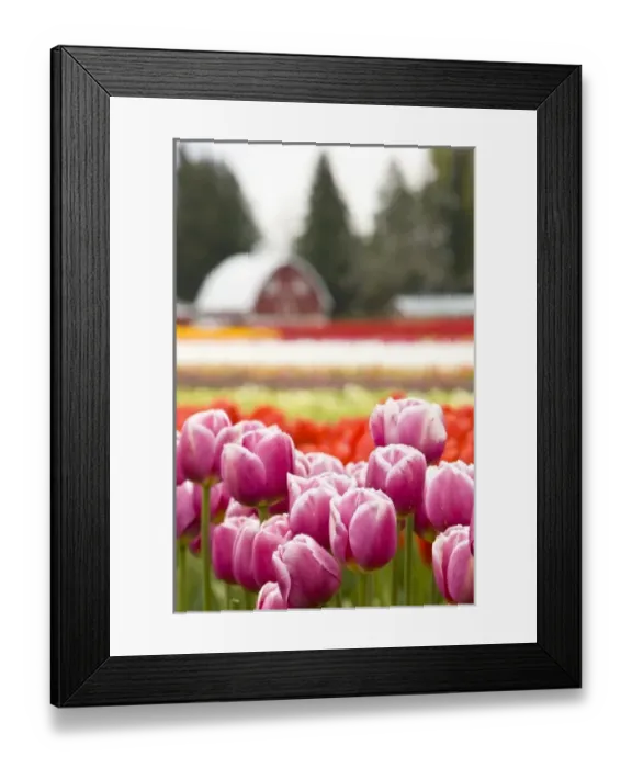 Framed Print : Tulip fields of Mt. Vernon, Skagit County, WA Framed Print : Tulip fields of Mt. Vernon, Skagit County, WA