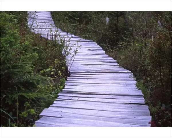 Trail to Cape Alava on Cedar Plank Boardwalk, Olympic National Park, Washington, US