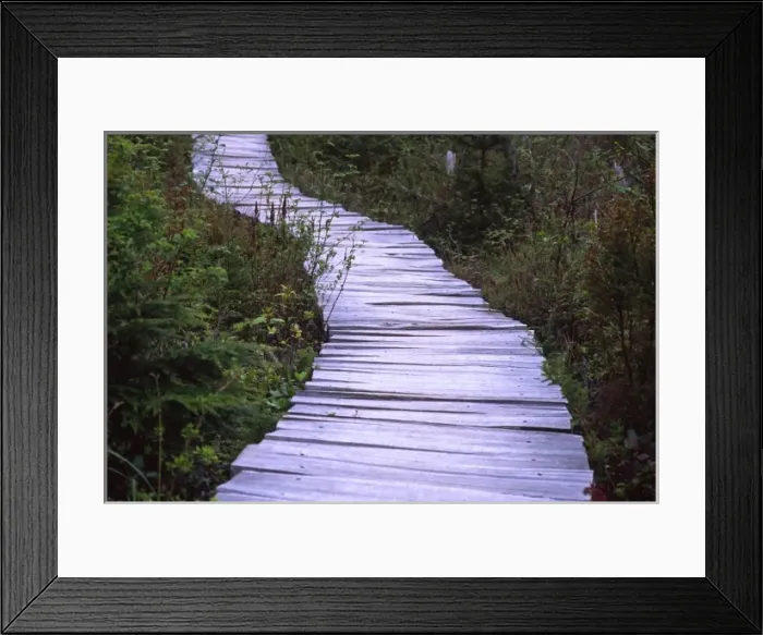 Framed Print : Trail to Cape Alava on Cedar Plank Boardwalk, Olympic National Park, Washington, US