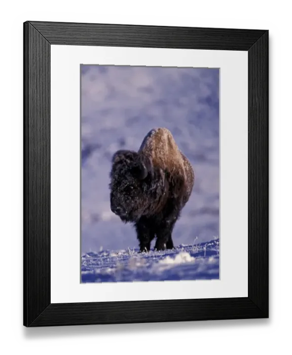 Framed Print : North America, USA, Wyoming, Yellowstone National Park. Bison (Bison bison)