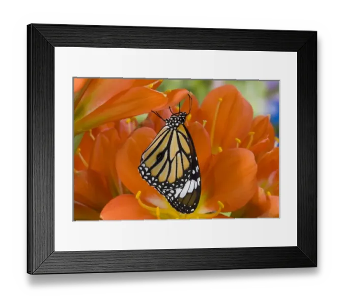 Framed Print : Sammamish Washington Tropical Butterflies photograph of Asian Danaus genutia Framed Print : Sammamish Washington Tropical Butterflies photograph of Asian Danaus genutia