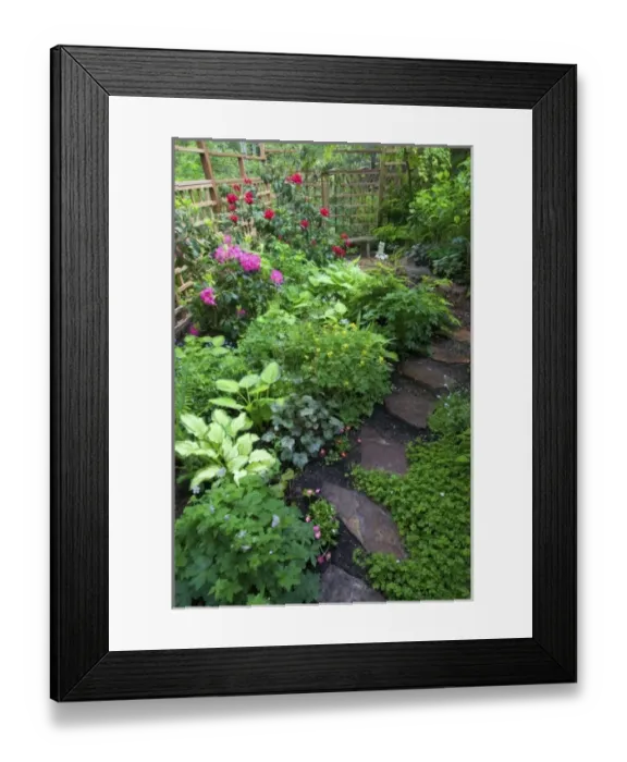 Framed Print : Garden designs and pathway in shade garden - in our Garden Sammamish, Washington
