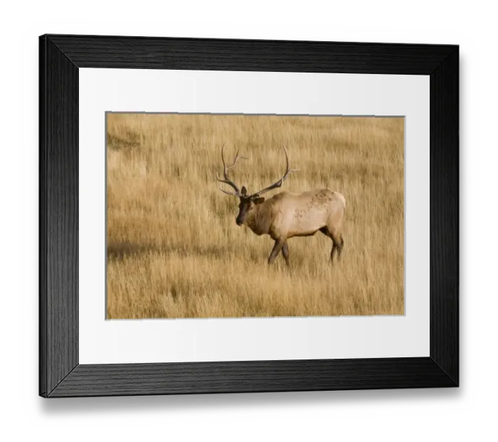 Framed Print : USA, North America, Wyoming