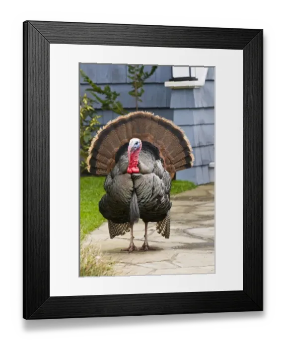 Framed Print : USA, WA, La Conner. Wild turkeys (Meleagris gallopavo) have established in the town