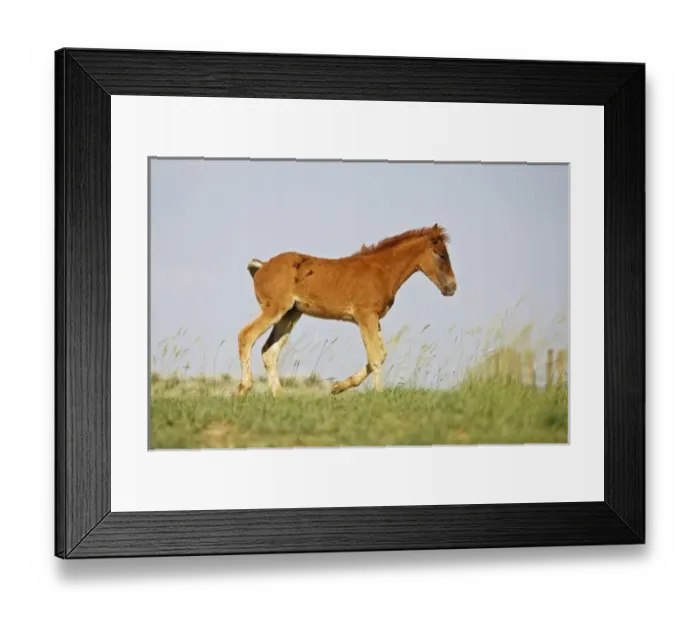 Framed Print : USA, North America, Wyoming Framed Print : USA, North America, Wyoming