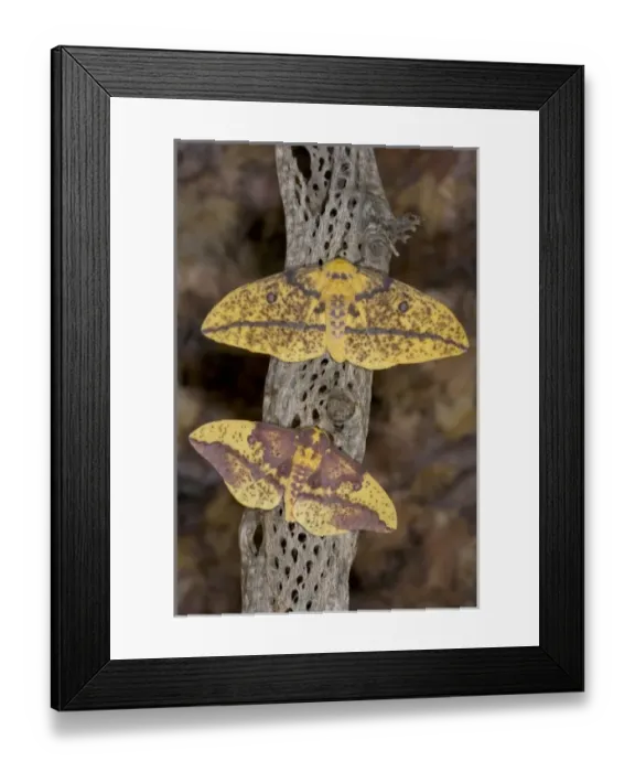 Framed Print : USA, North America, Washington Framed Print : USA, North America, Washington