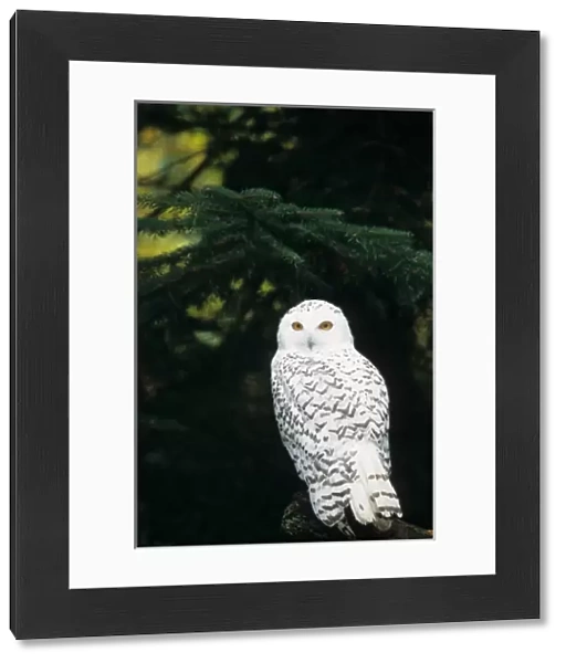USA, Washington, Northwest Trek. Snowy owl (captive)