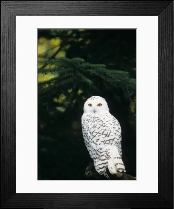 Framed Print : USA, Washington, Northwest Trek. Snowy owl (captive) Framed Print : USA, Washington, Northwest Trek. Snowy owl (captive)