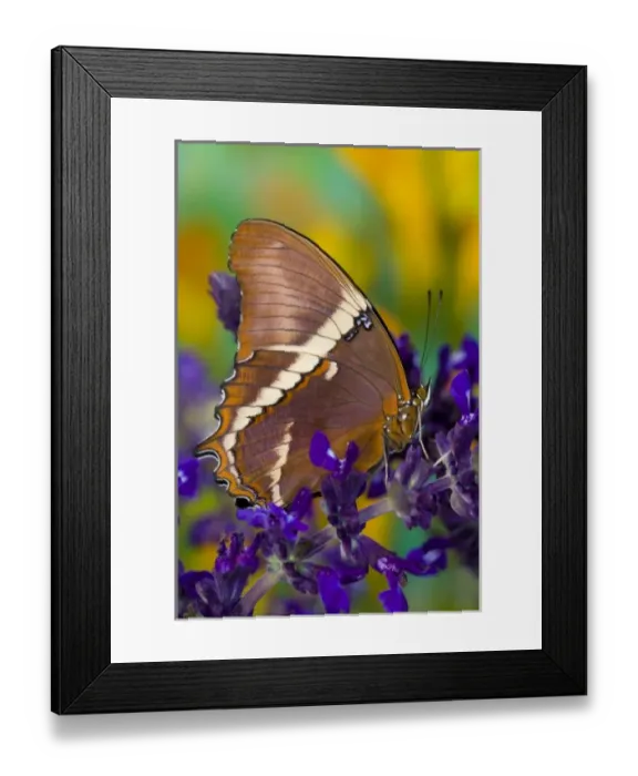 Framed Print : USA, North America, Washington