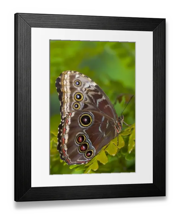 Framed Print : Sammamish Washington Tropical Butterfly photograph of Morpho grandensis the Common Framed Print : Sammamish Washington Tropical Butterfly photograph of Morpho grandensis the Common