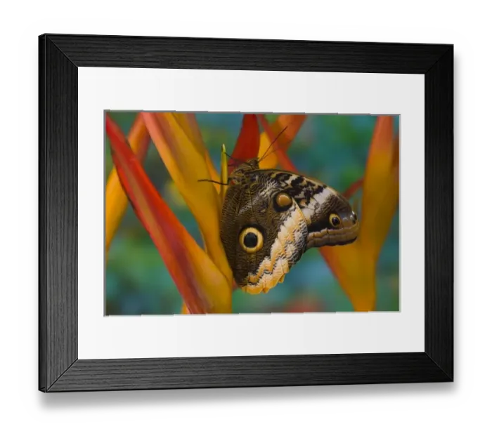 Framed Print : Sammamish Washington Tropical Butterflies photograph of the Magnificent Owl butterfly