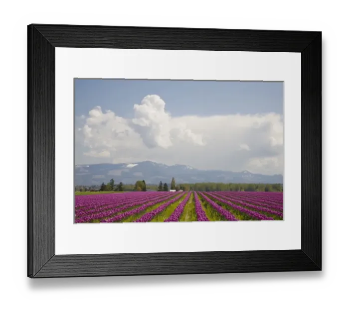 Framed Print : WA, Skagit Valley, Tulip Field in full bloom Framed Print : WA, Skagit Valley, Tulip Field in full bloom