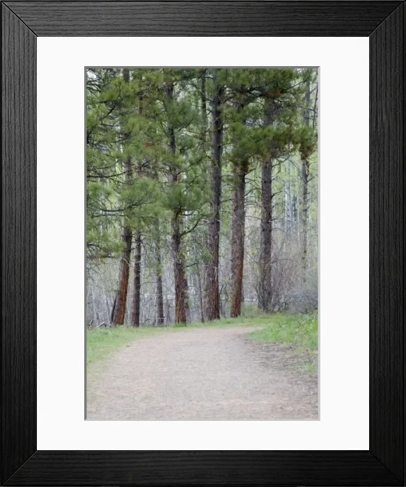 Framed Print : WA, Okanogan National Forest, Pondersoa Pines and trail, on Sun Mountain in the Methow
