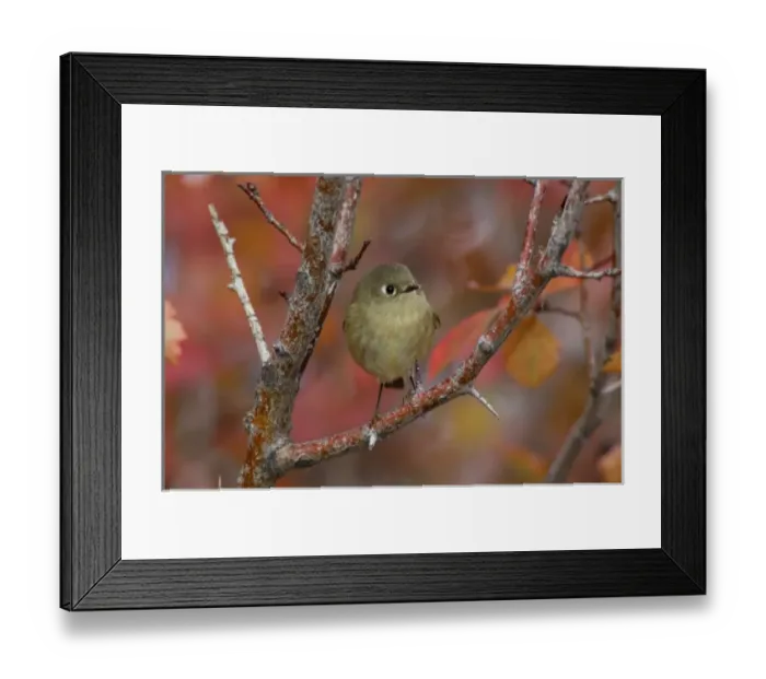 Framed Print : Ruby-crowned Kinglet adult in Black Hawthorn, Grand Teton NP, Wyoming Framed Print : Ruby-crowned Kinglet adult in Black Hawthorn, Grand Teton NP, Wyoming