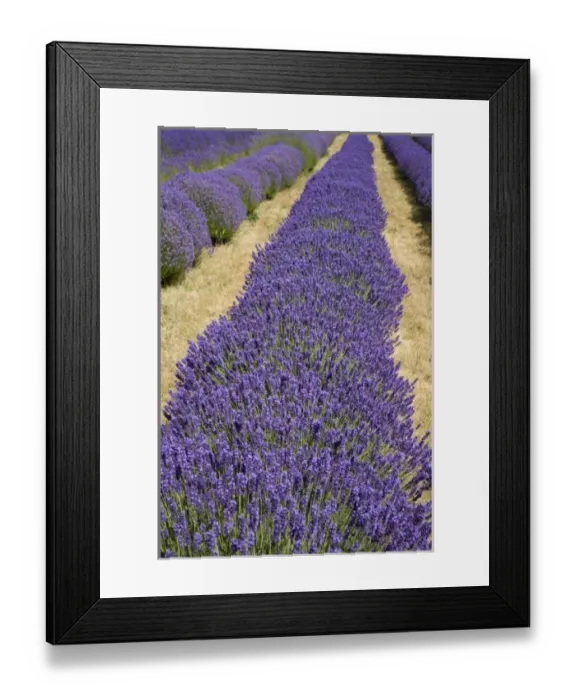 Framed Print : USA, Washington, Sequim, Lavender Festival, Olympic Lavender Farm Framed Print : USA, Washington, Sequim, Lavender Festival, Olympic Lavender Farm