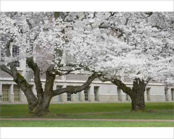 WA, Seattle, Japanese Cherry trees in bloom, The Quad, at the University of Washington
